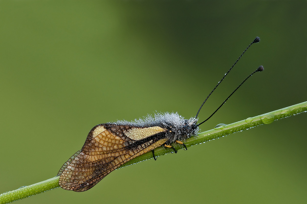 Libelloides sp.